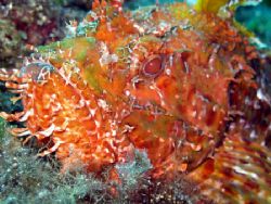 Rock fish - taken at Cirkewwa Reef in Malta GC with a Can... by Nicholas Aquilina 